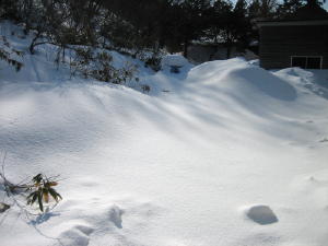 20120305雪2.jpg