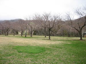 20130509キャンプ場の桜の木.jpg