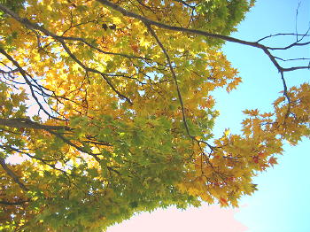 秋も終り01紅葉.jpg
